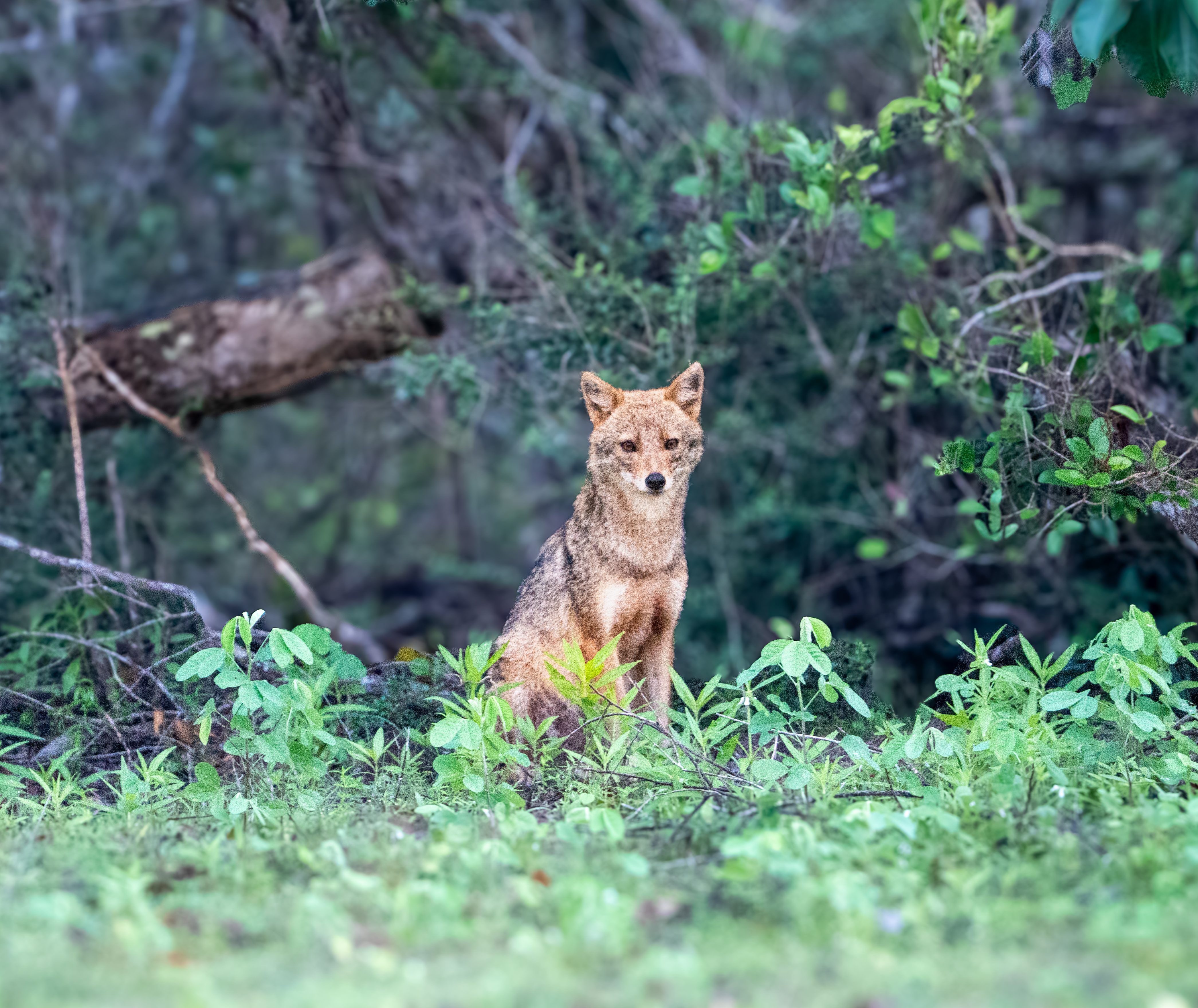 All Inclusive Full Day Safari Package