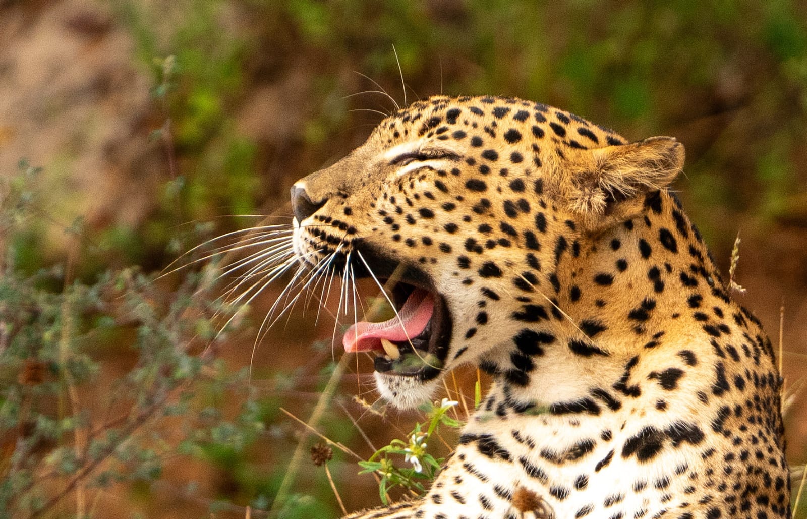 All Inclusive Full Day Safari Package