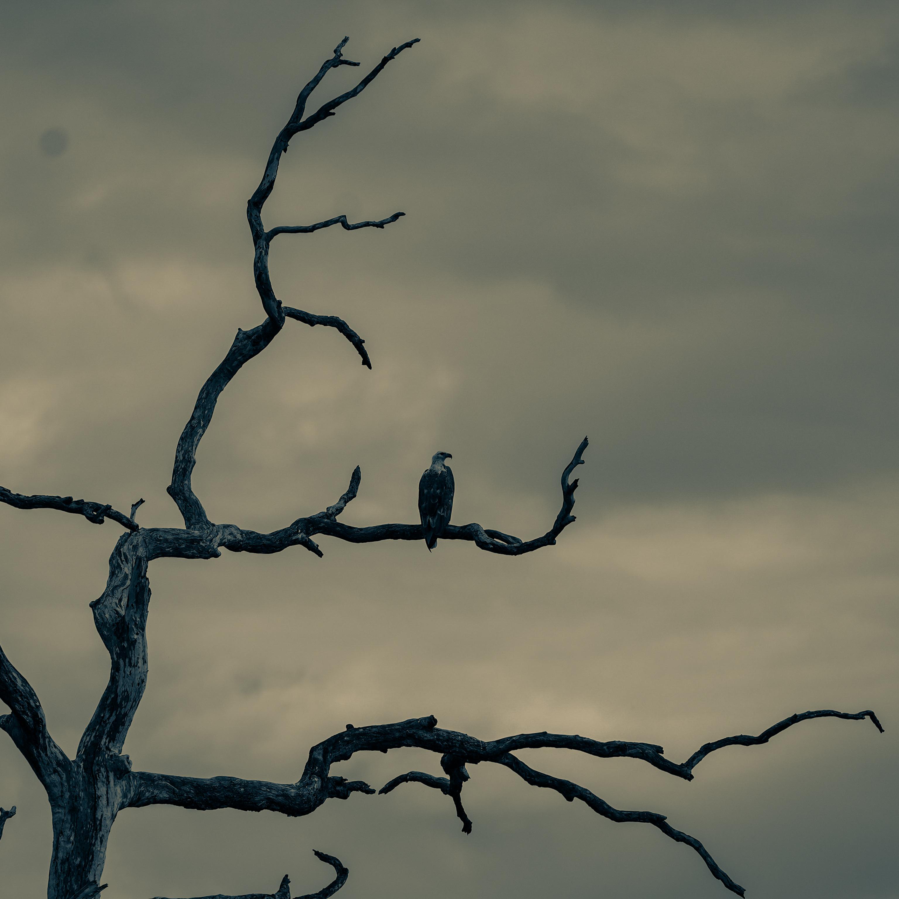 All Inclusive Half Day Safari Package