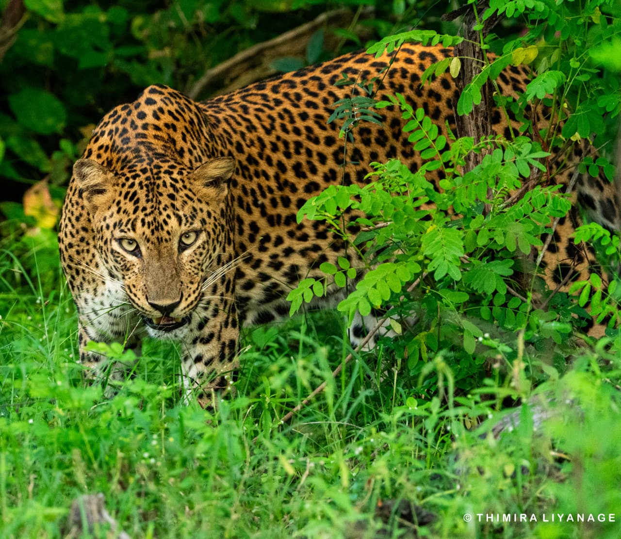 All Inclusive Half Day Safari Package