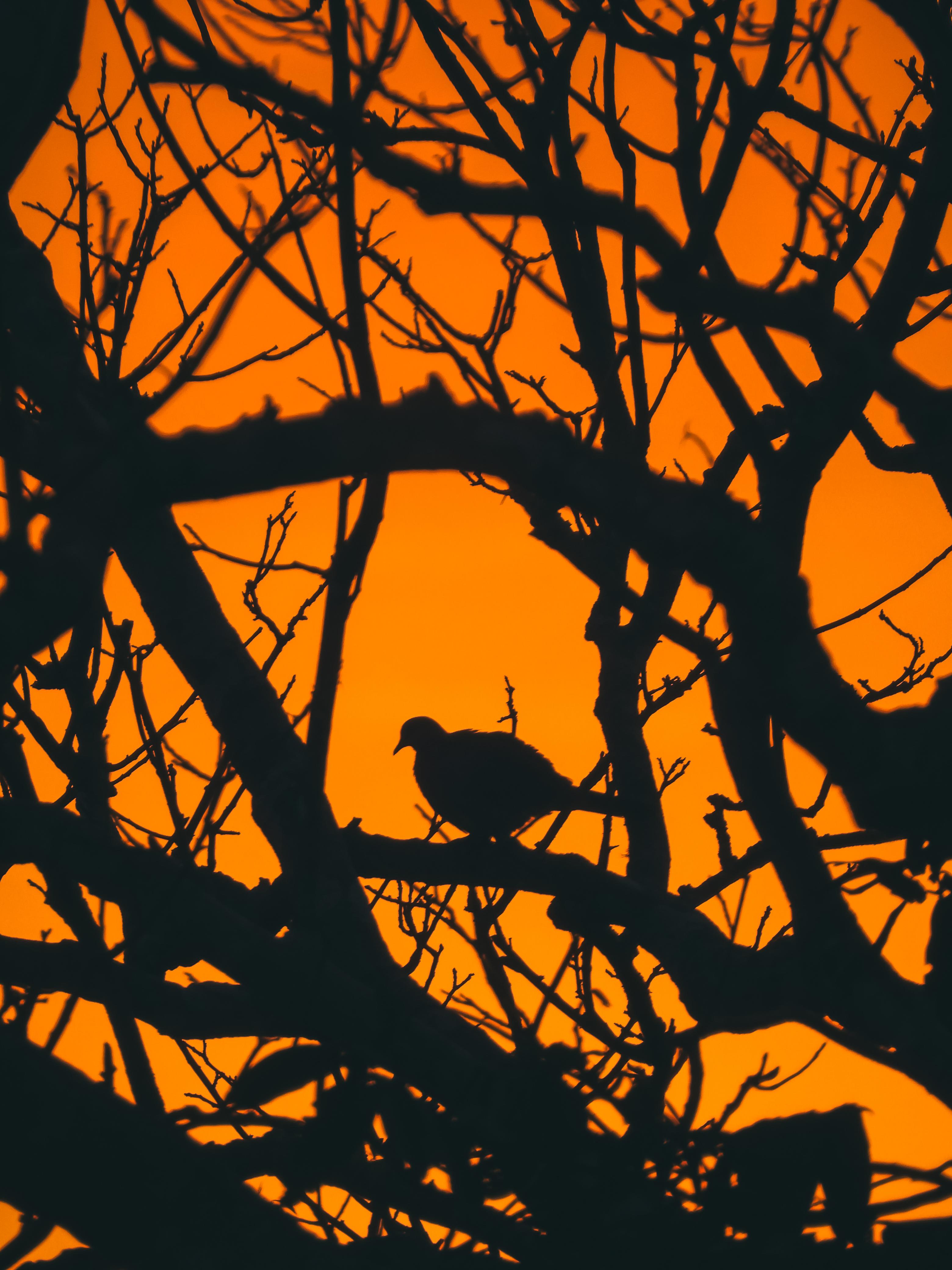 All Inclusive Half Day Safari Package