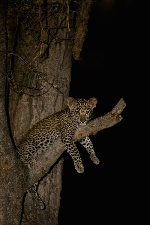 Night Safari Package