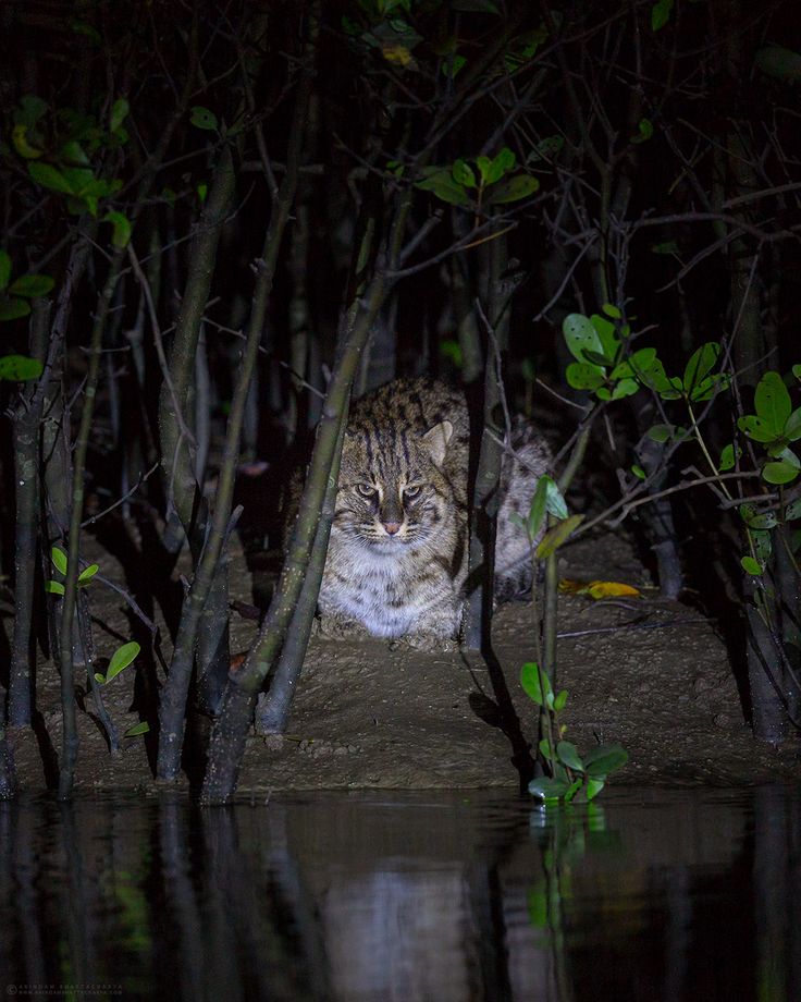 Night Safari Package