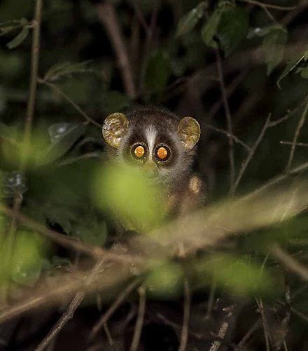 Night Safari Package