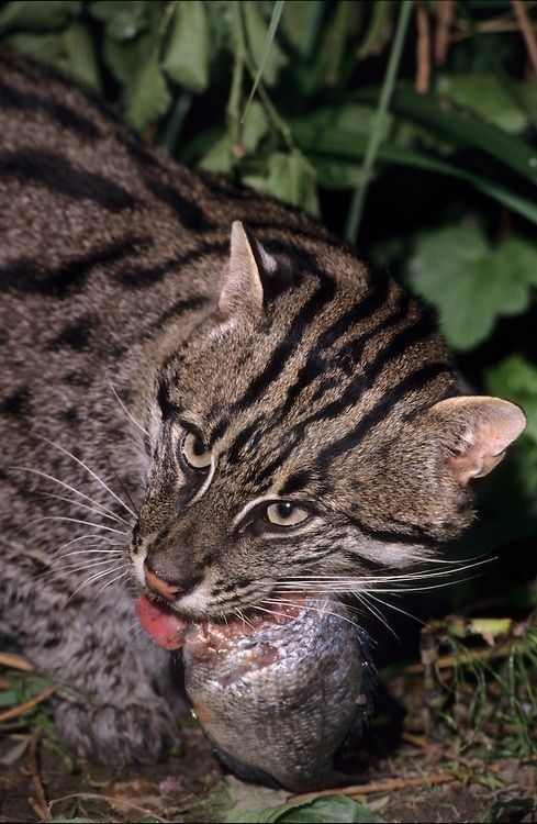 Night Safari Package