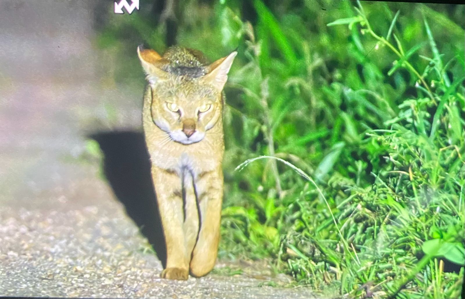 Night Safari with Dinner Package