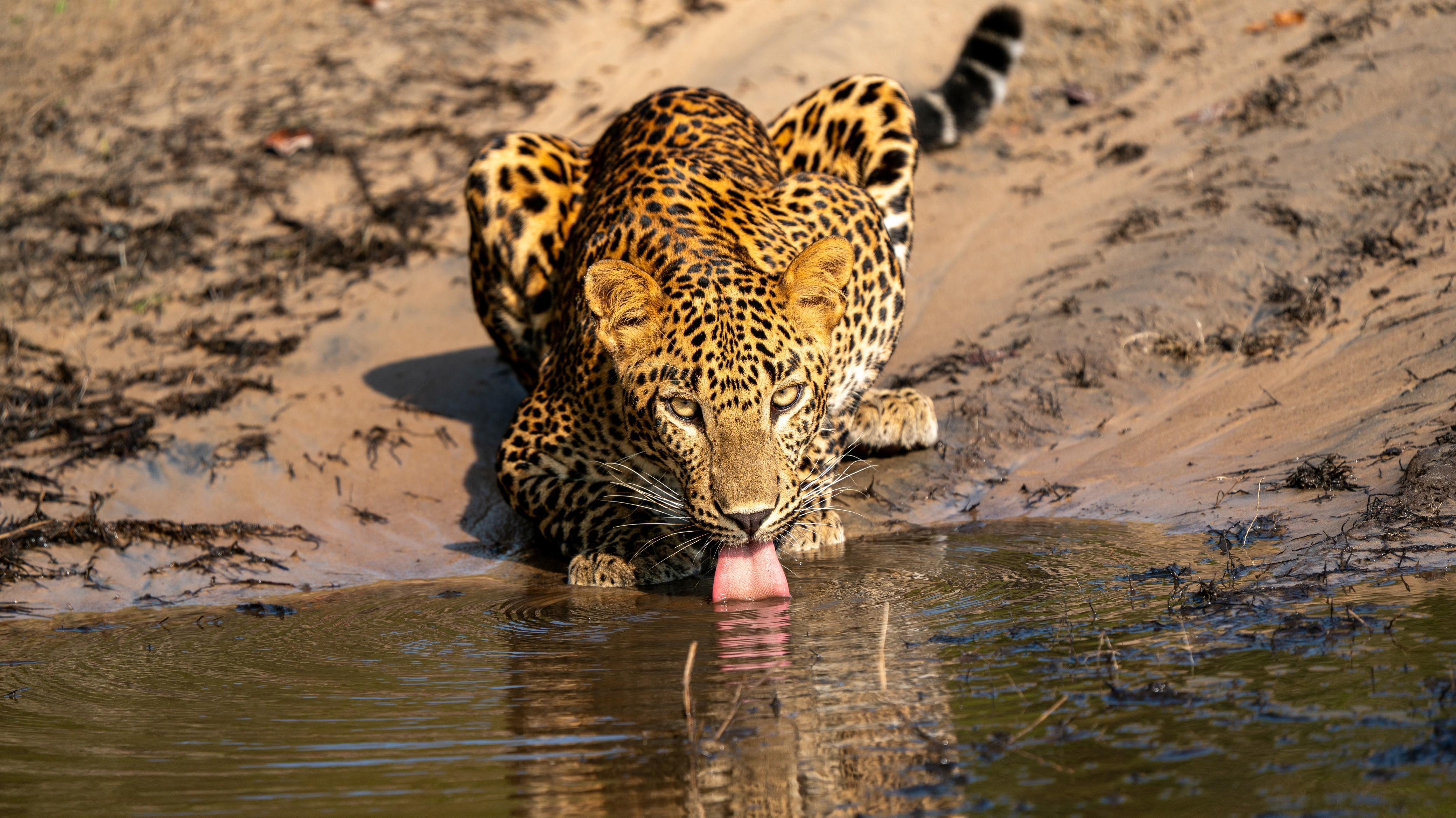 Ticket Jeep Full Day Safari Package