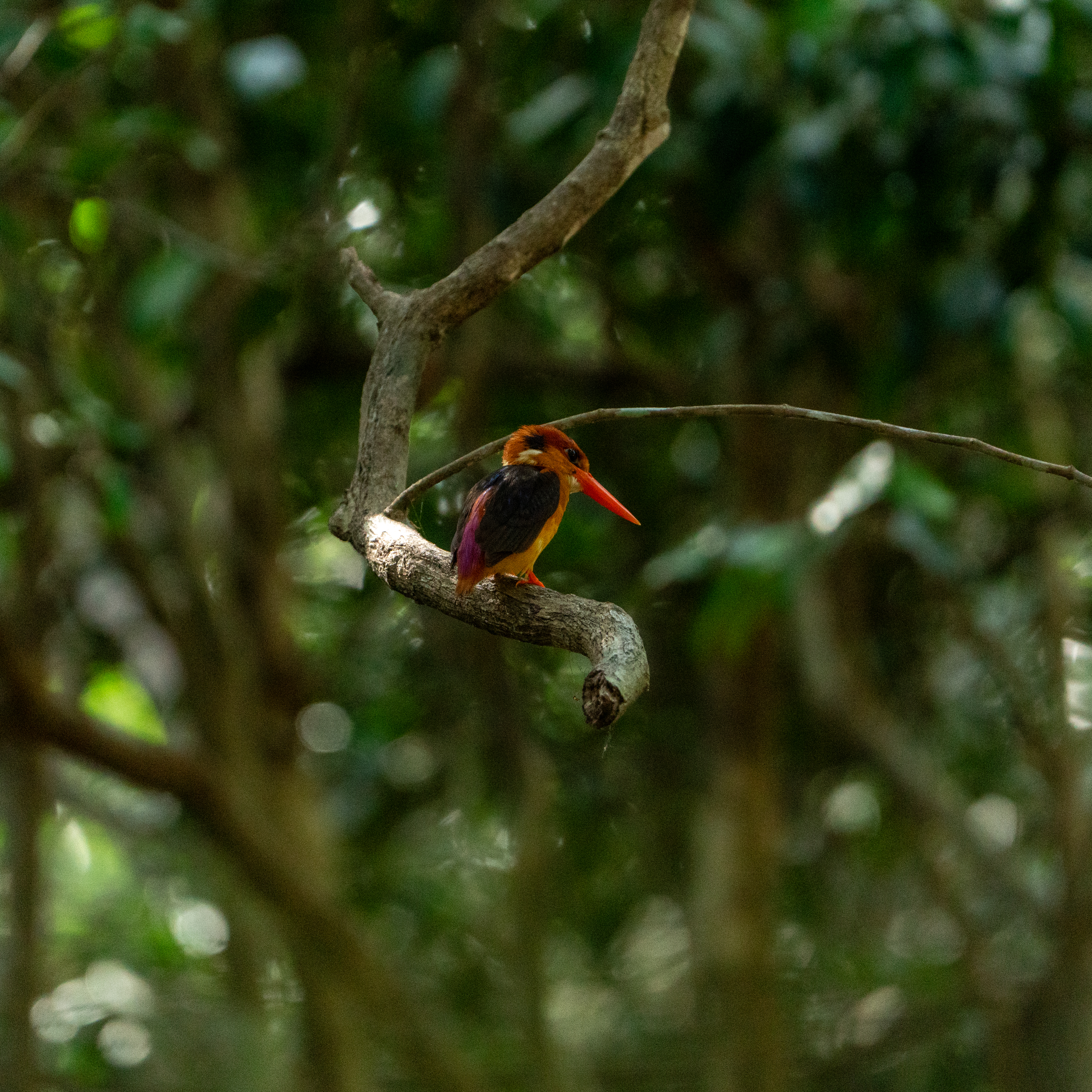 Ticket Jeep Full Day Safari Package