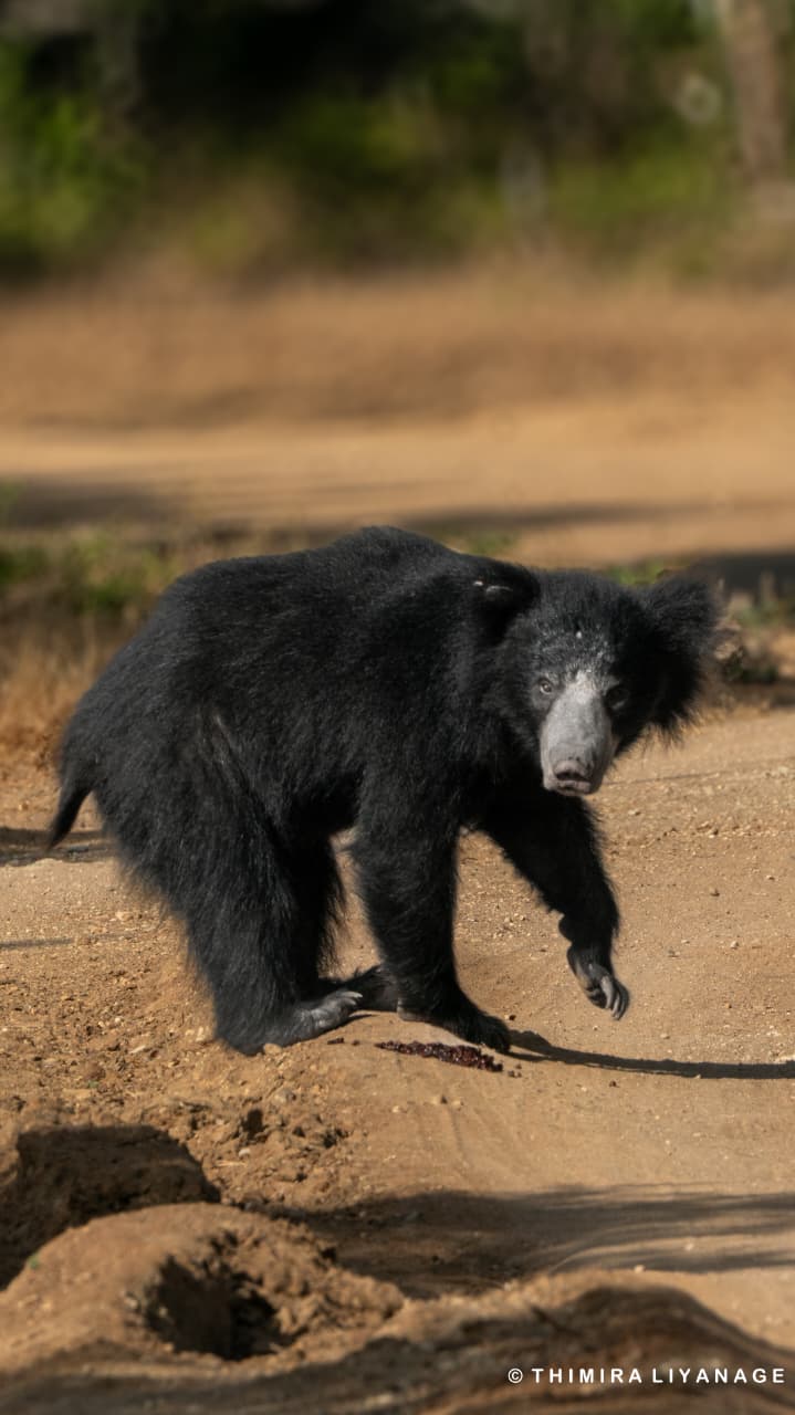 Ticket Jeep Full Day Safari Package