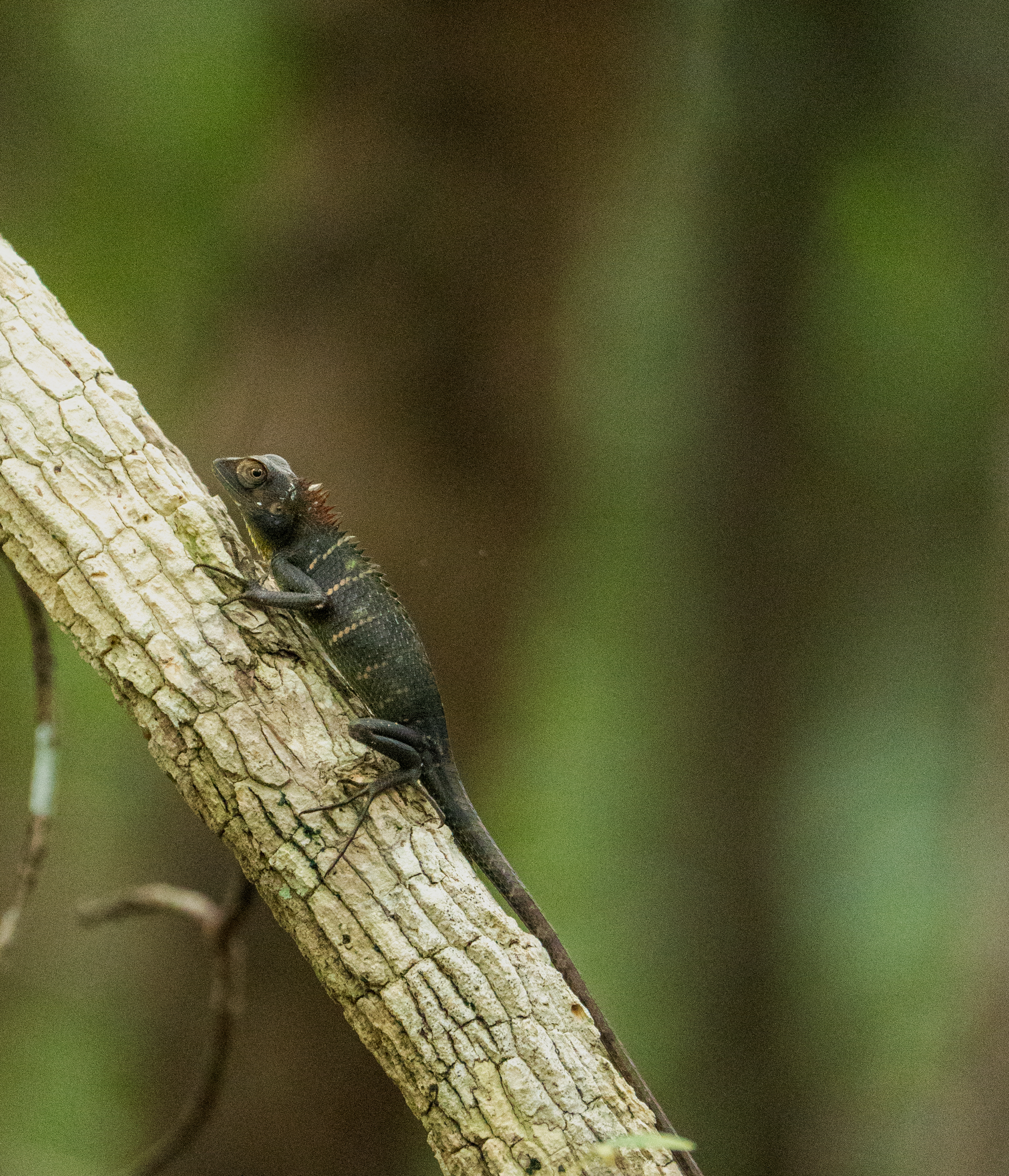 Ticket Jeep Full Day Safari Package