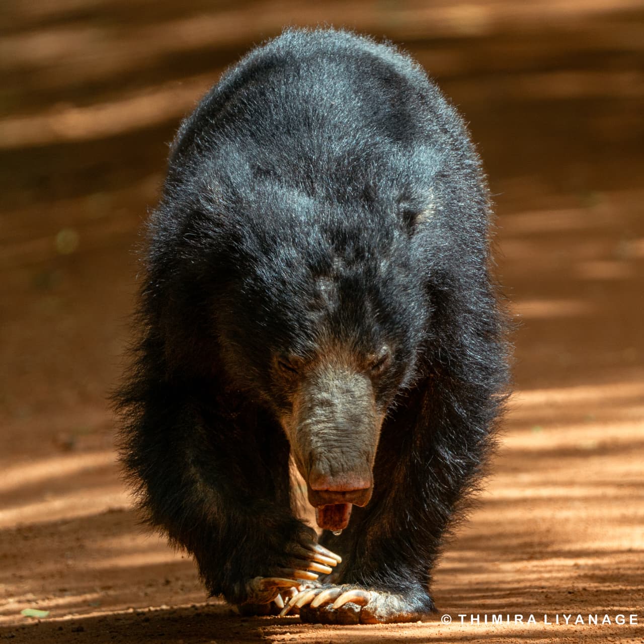 Ticket Jeep Half Day Safari Package