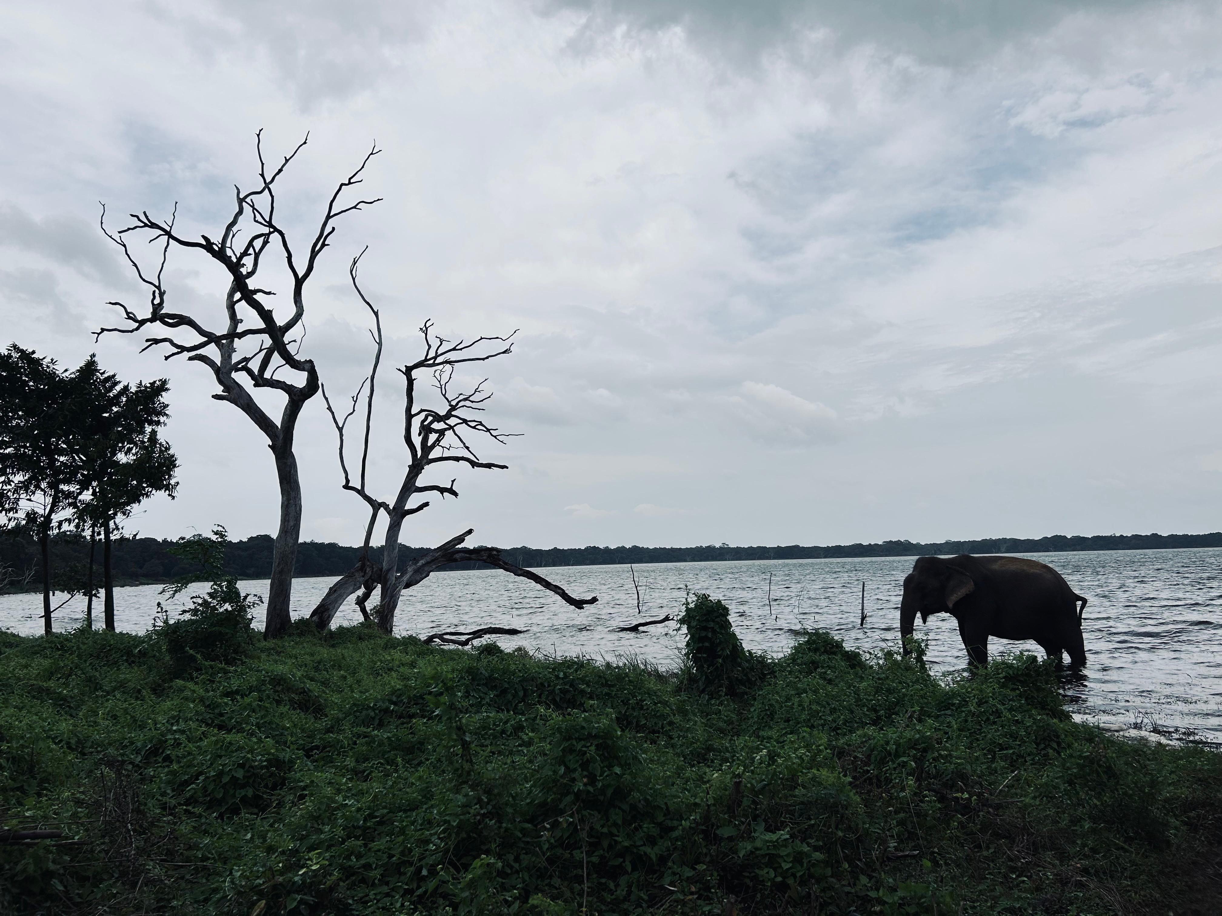 Ticket Jeep Half Day Safari Package