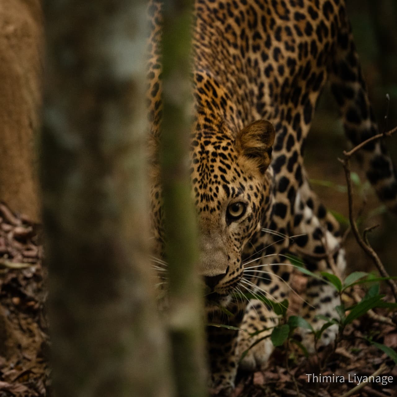 Ticket Jeep Half Day Safari Package